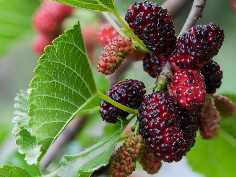 Шелковица купить саженцы из питомнике {2}
